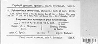 Podosphaera mors-uvae image